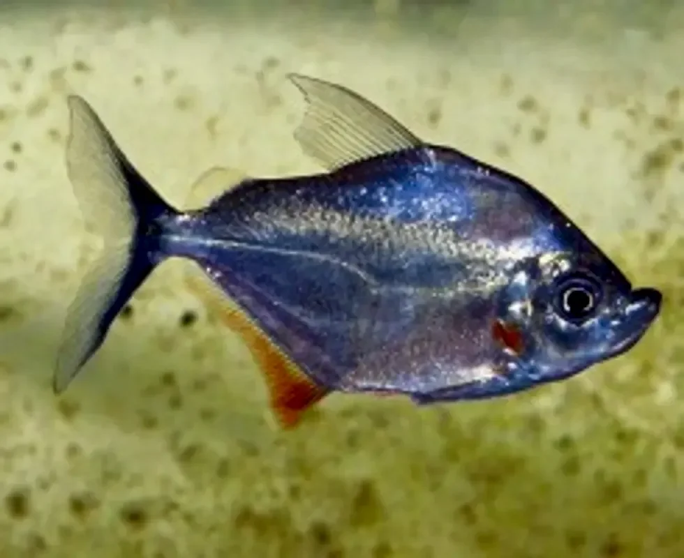 Вымпельная пиранья