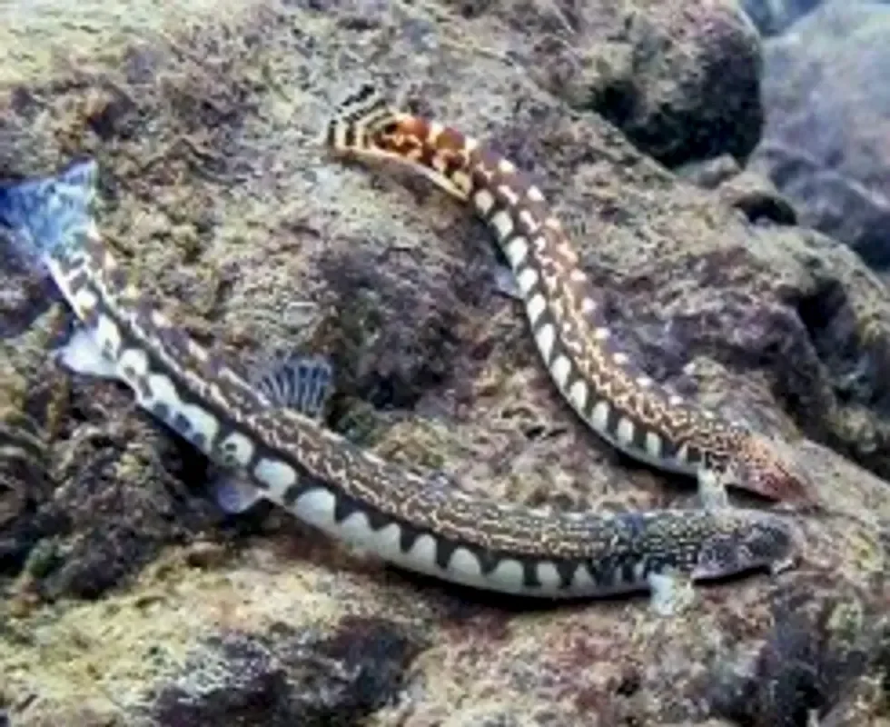 Японский Голец
