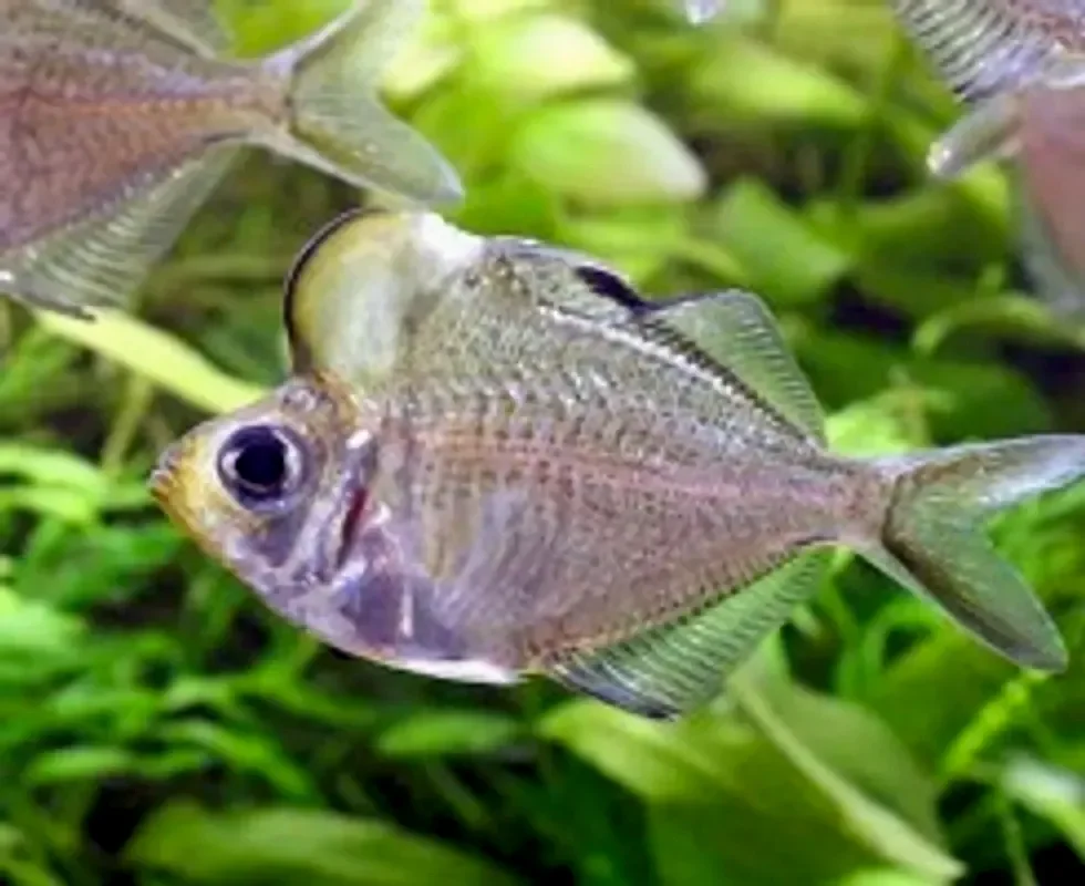 Стеклянный большелобый окунь
