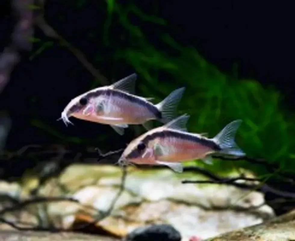 Коридорас двухполосый