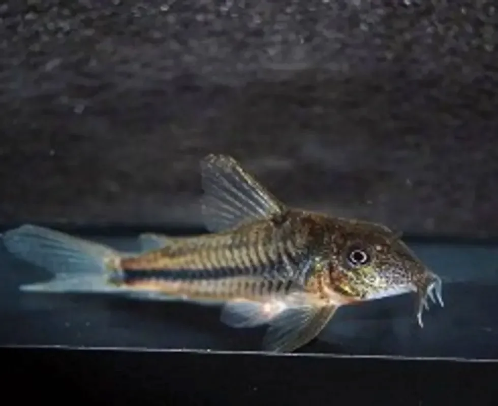 Коридорас зазубренный