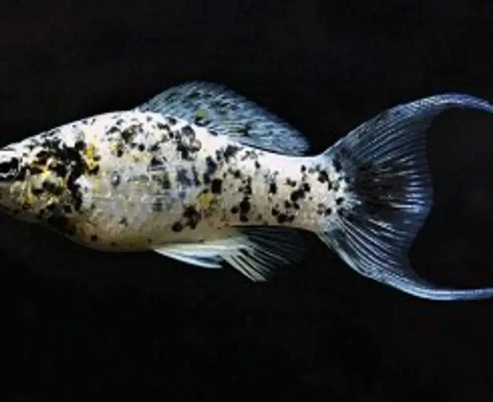 Моллинезия мраморная