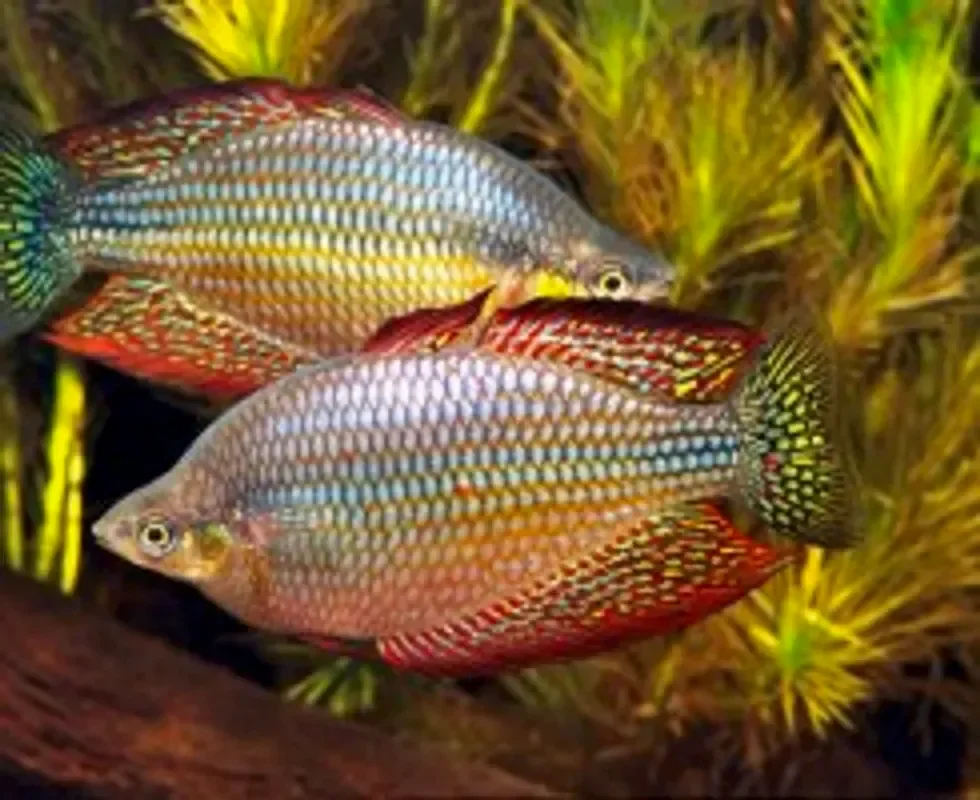 Радужница вишневая