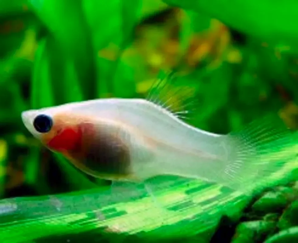 Белая пецилия