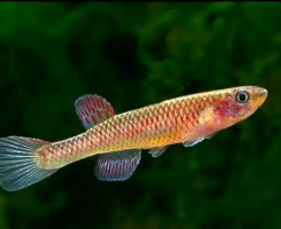 Афиосемион Мимбон