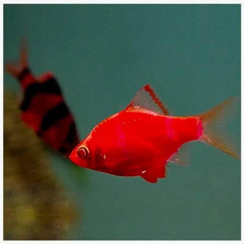 Барбус красный Glofish