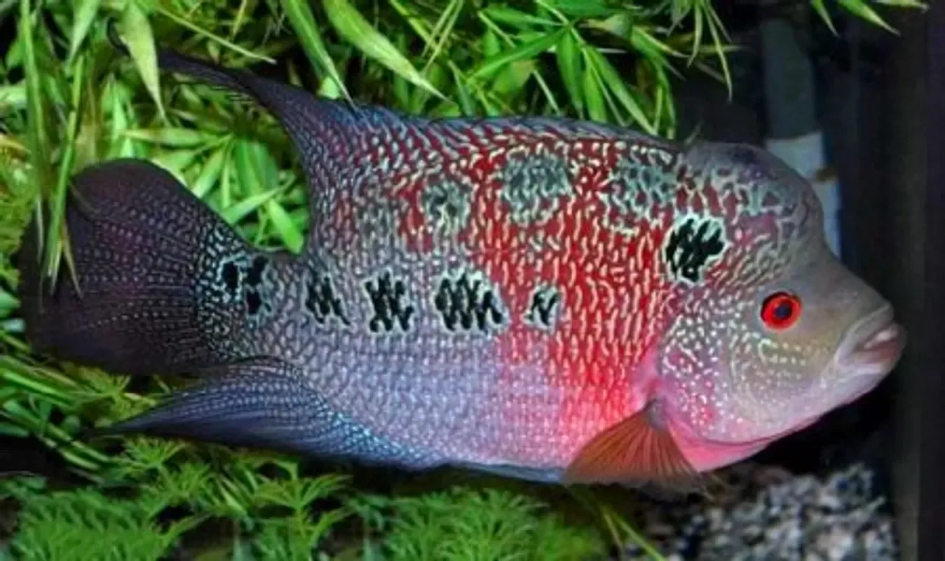 Флауэр хорн
