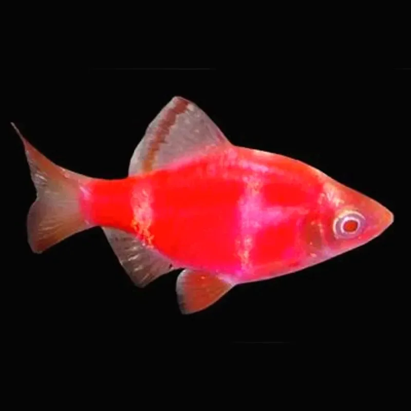 Барбус красный Glofish