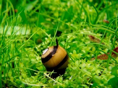 Улитка рогатая