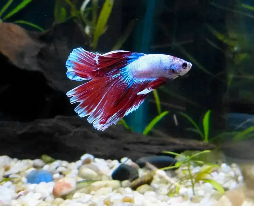 Петушок Двухвостый Butterfly