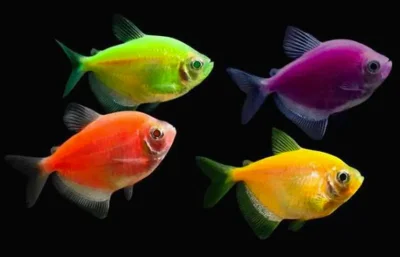 Тернеция Glofish