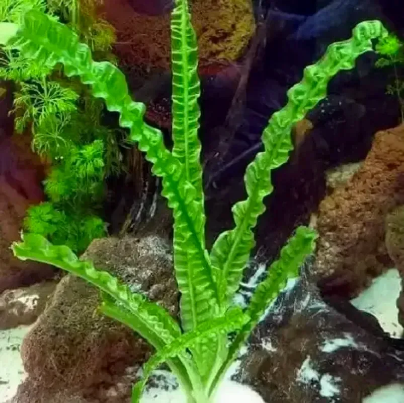 Кринум водный