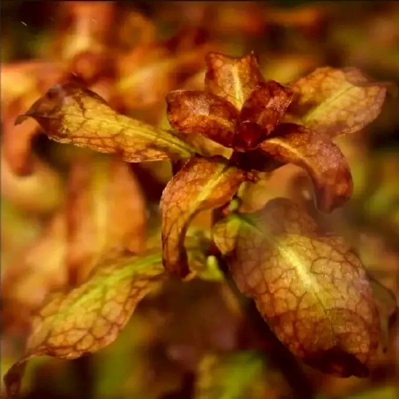 Людвигия Мехико