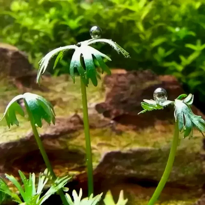 Лютик водный