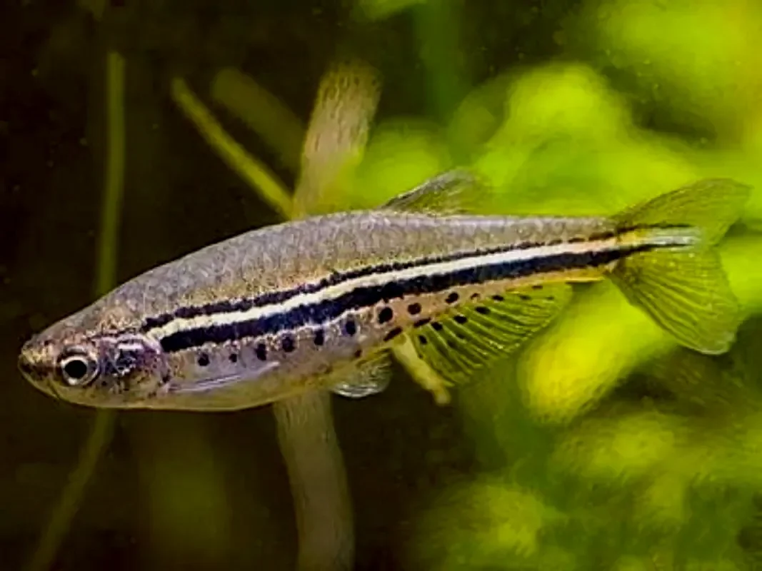 Данио точечный или чернополосый данио
