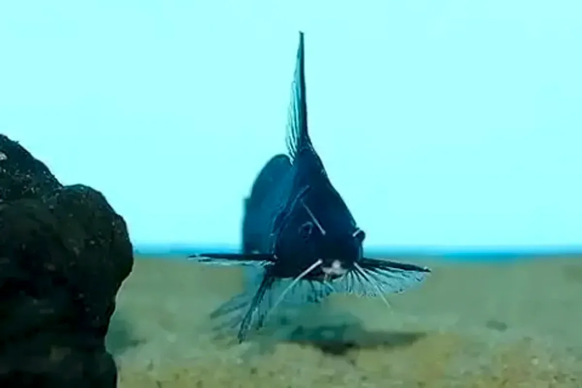Белоусый сом