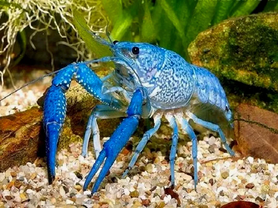 Рак флоридский синий