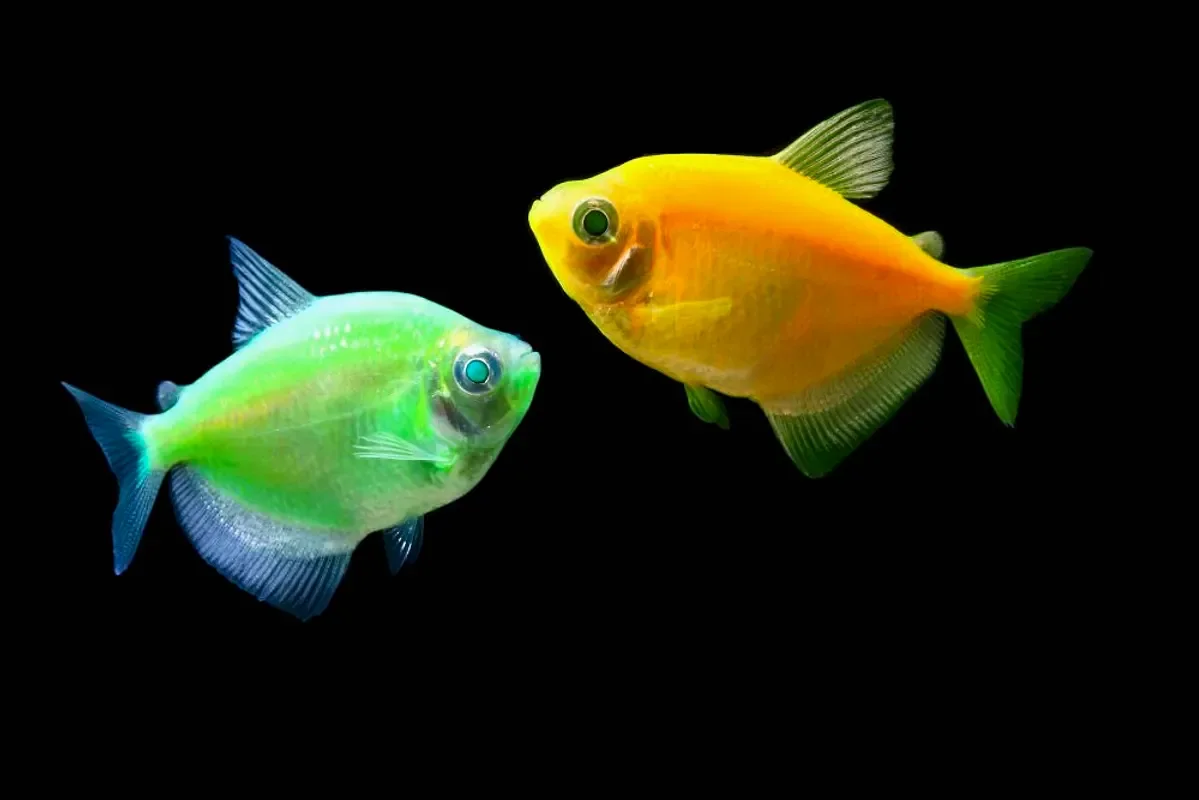 Тернеция Glofish