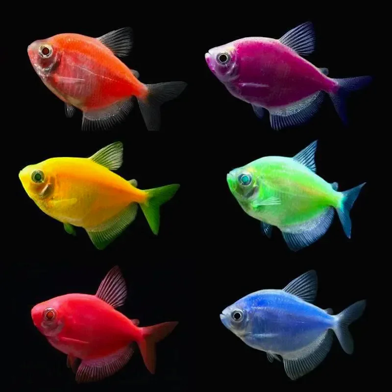 Тернеция Glofish