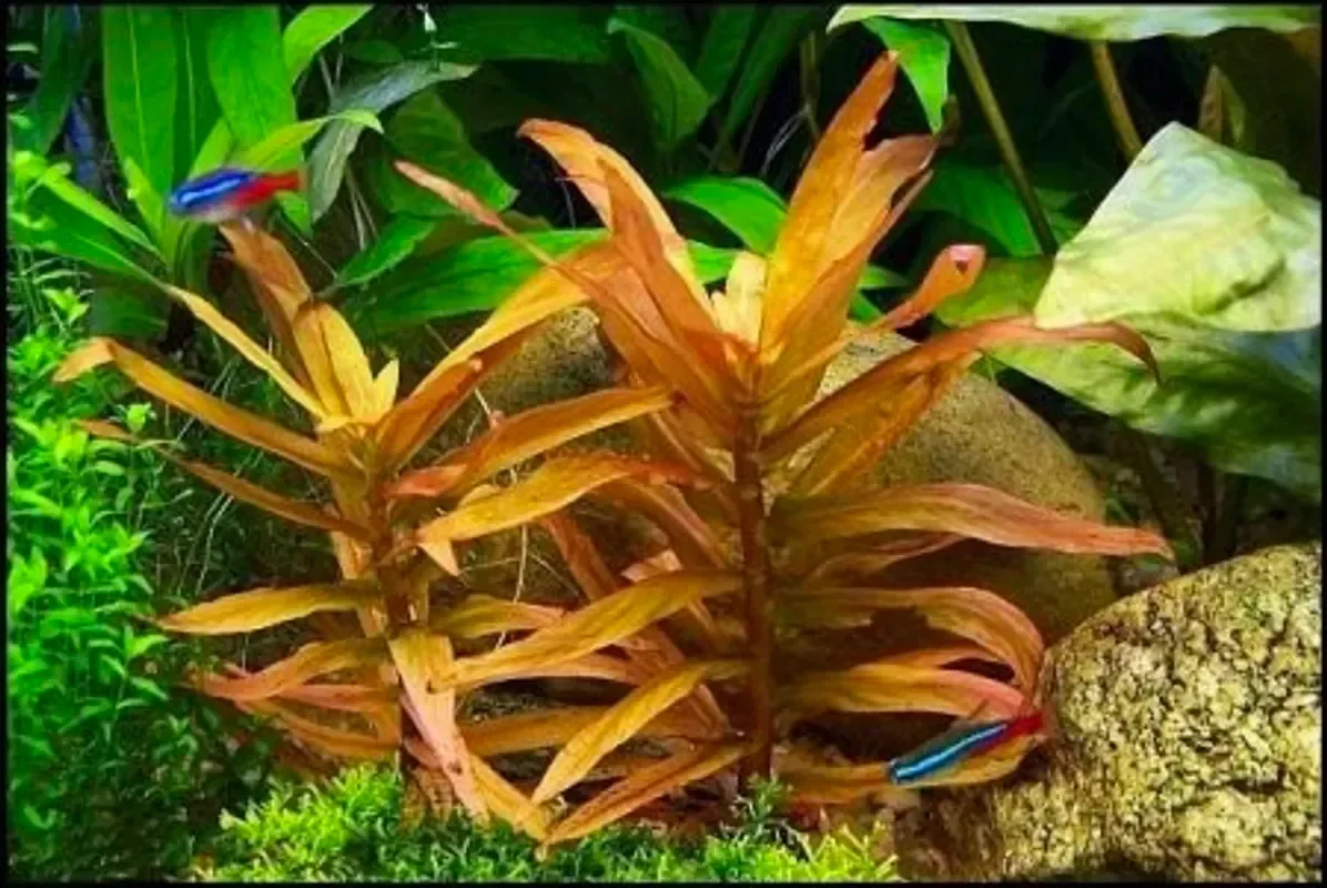 Аммания сенегальская