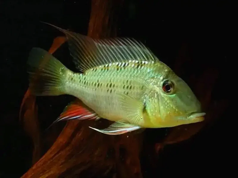 Сатаноперка паппатерра