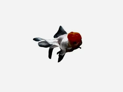 Оранда красная шапочка