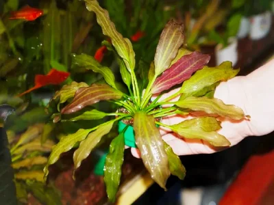 Эхинодорус ориенталь