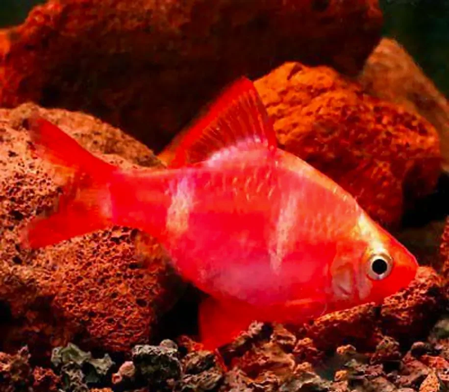 Барбус красный Glofish