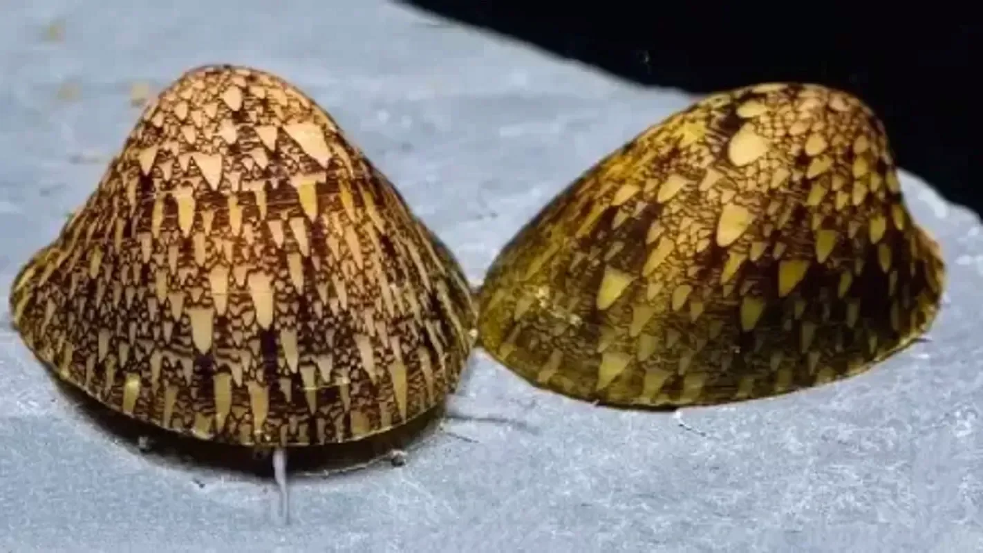 Септария фарфоровая желтая