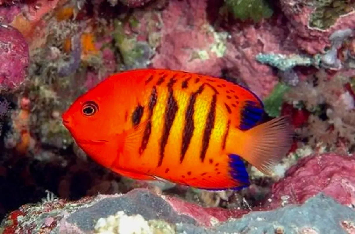 Центропиг огненный или огненный ангел