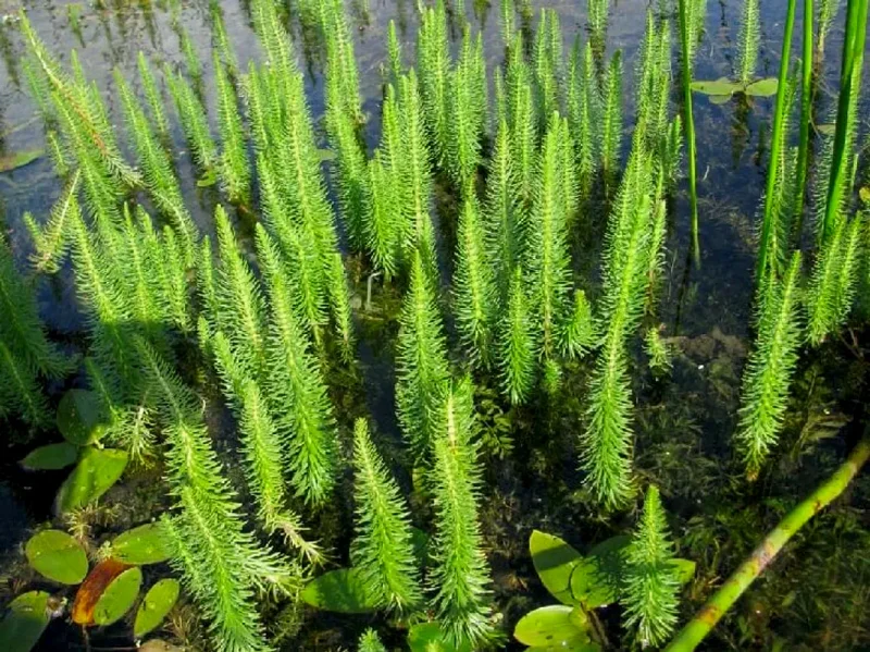 Водяная сосенка, хвостник
