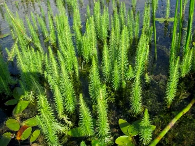 Водяная сосенка, хвостник