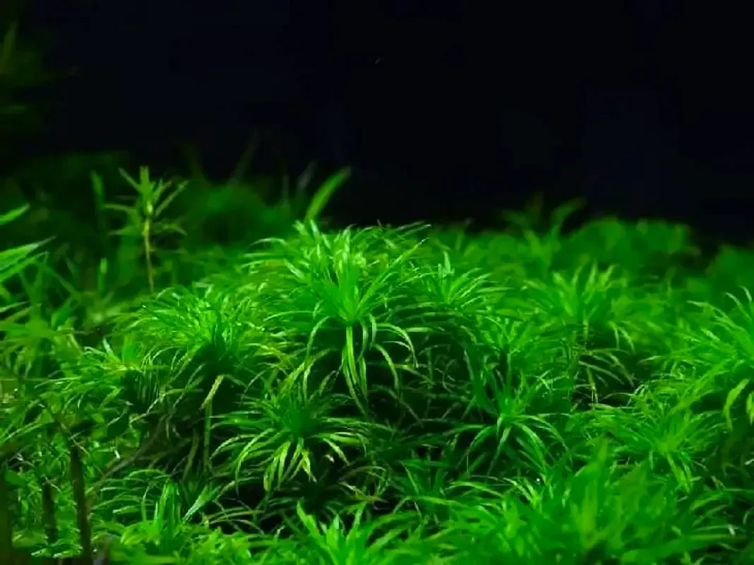 Сингонантус мадейра