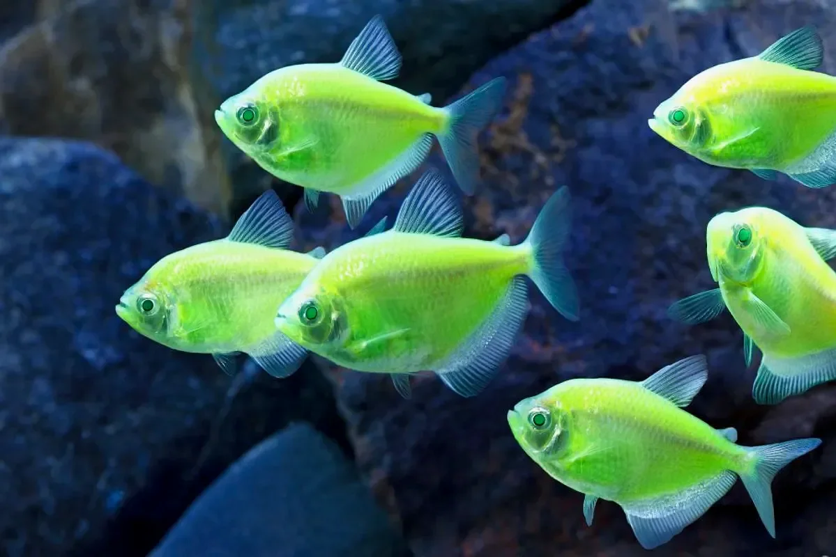 Тернеция Glofish