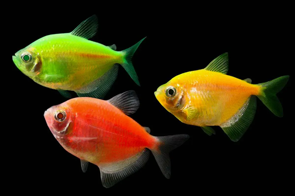 Тернеция Glofish