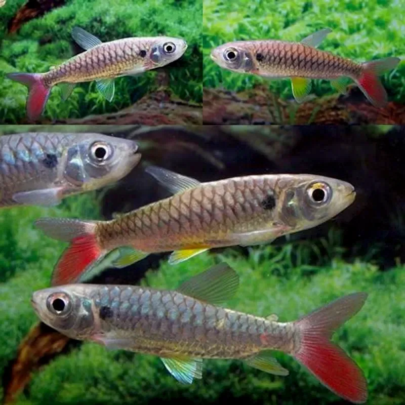 Хальцеус