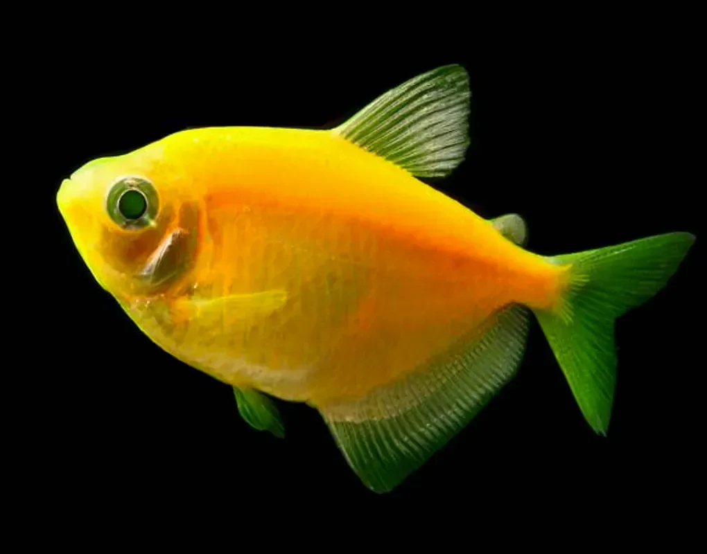 Тернеция Glofish
