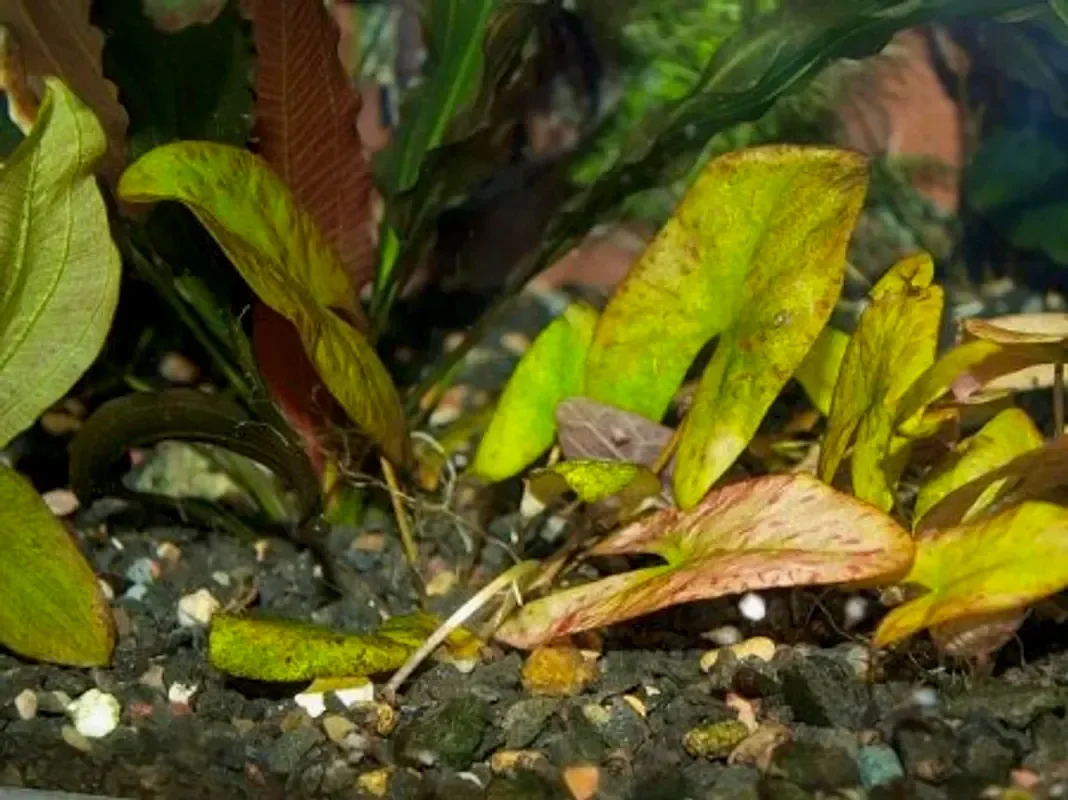 Нимфея карликовая