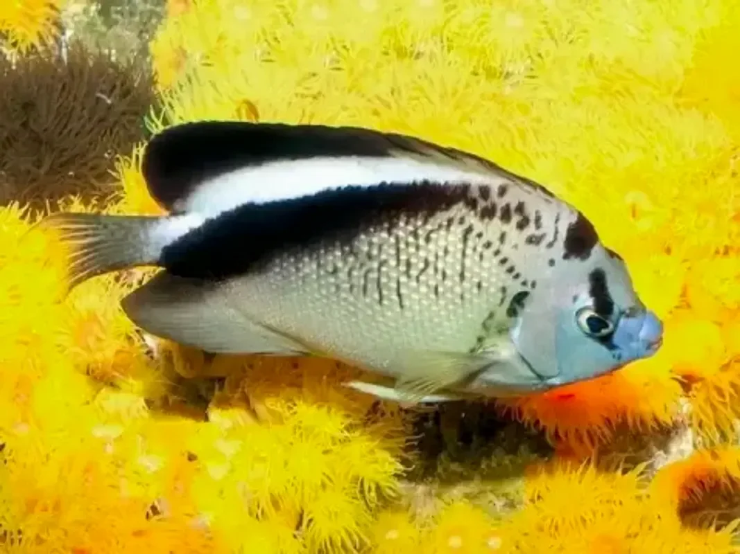 Аполемихтис гриффиси