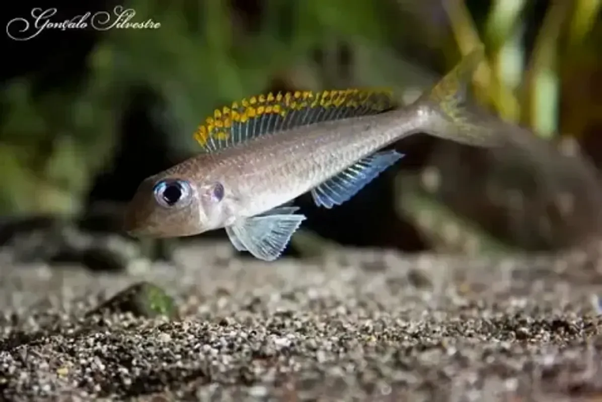 Ксенотилапия Флавипинис