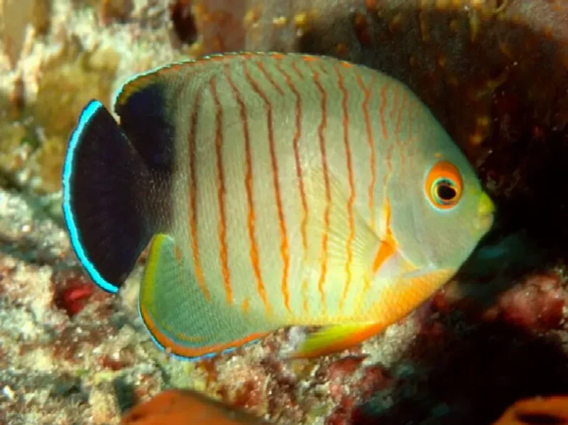 Центропиг эйбла-эйбесфельдта