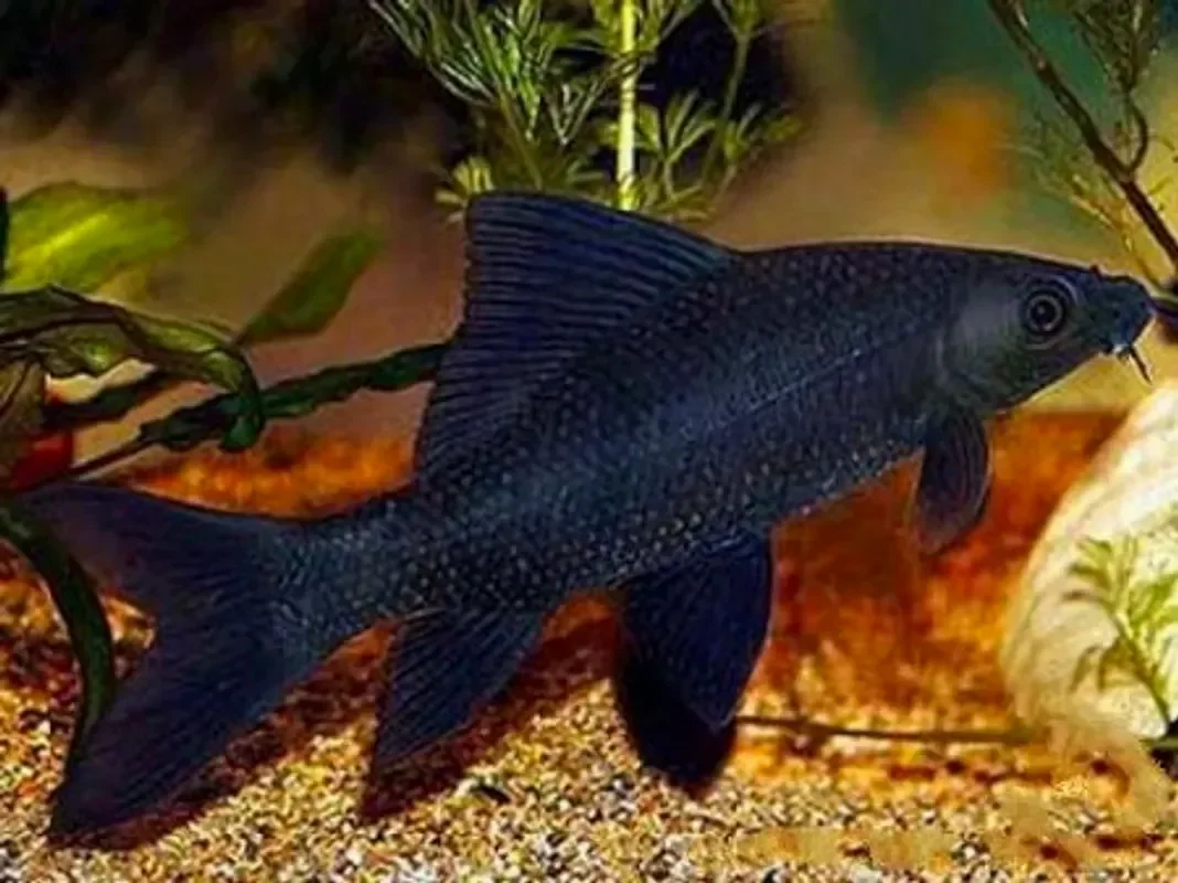 Лабео черный или морулис черный