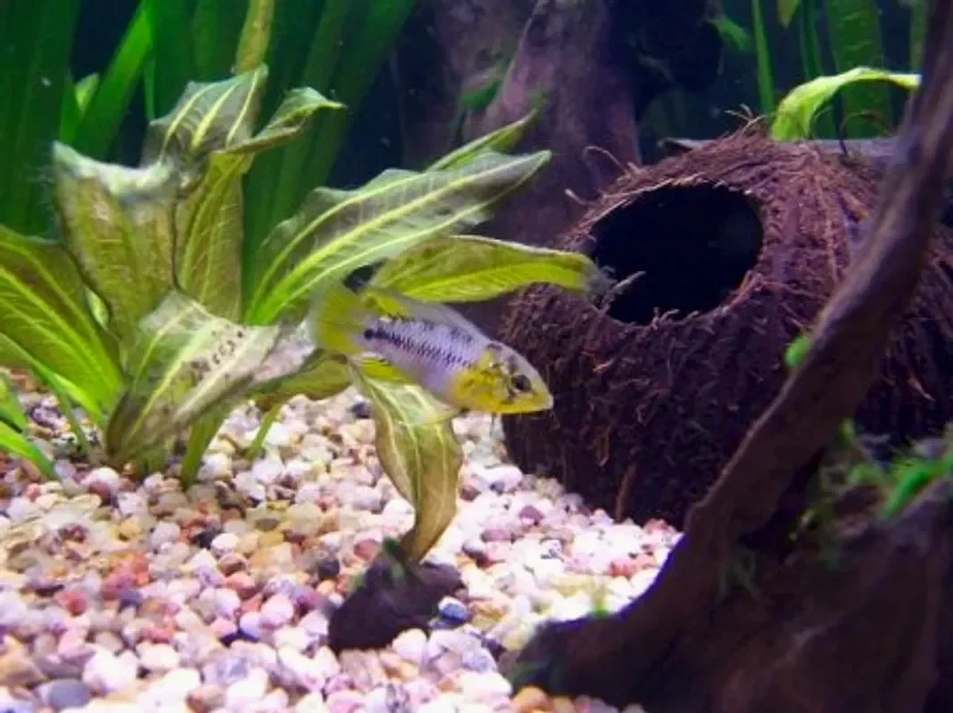 Апистограмма борелли, рейтцига