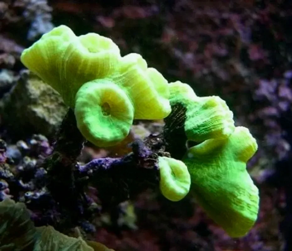 Кауластрея