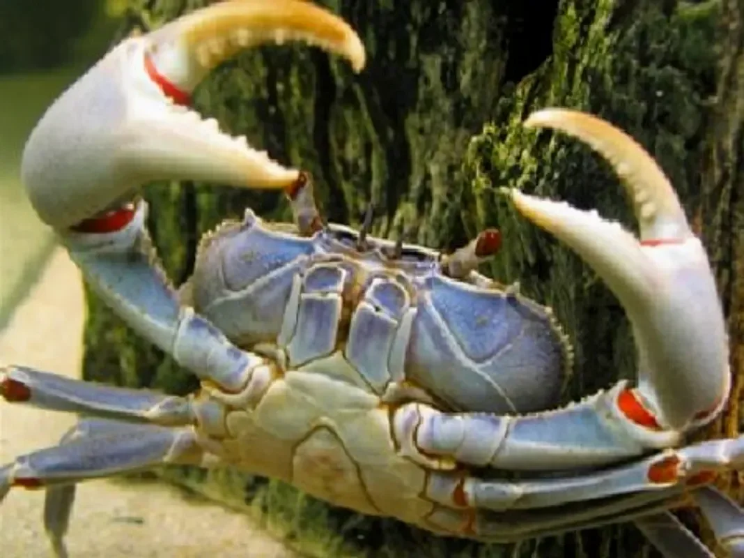 Малавийский краб