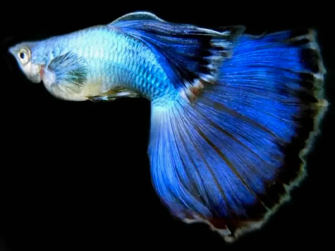 Гуппи Эндлера Japan Blue