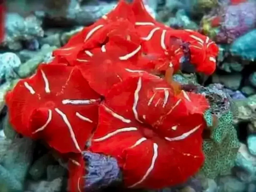 Дискосома красная