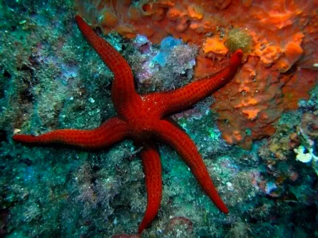 Звезда морская красная