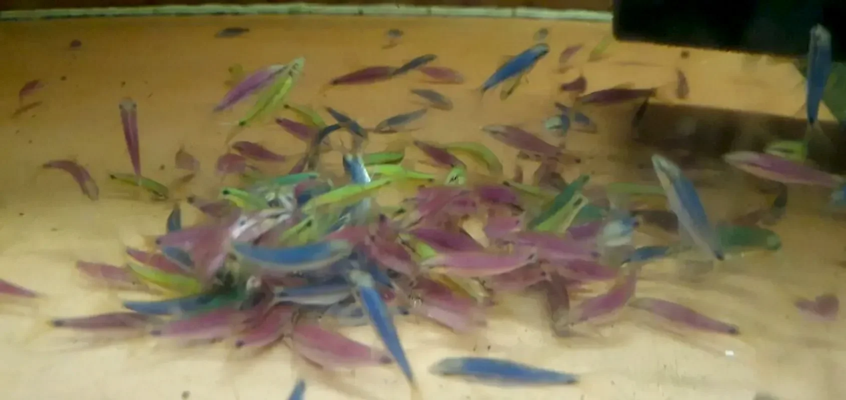 Сиамский водораслеед Glofish SAE