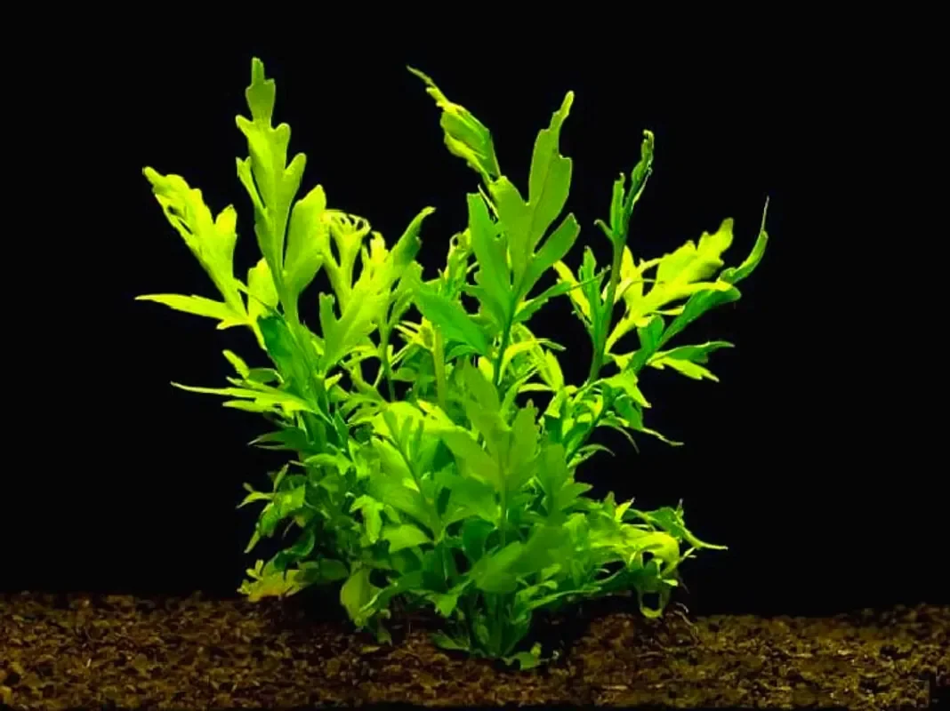 Цератоптерис рогатый